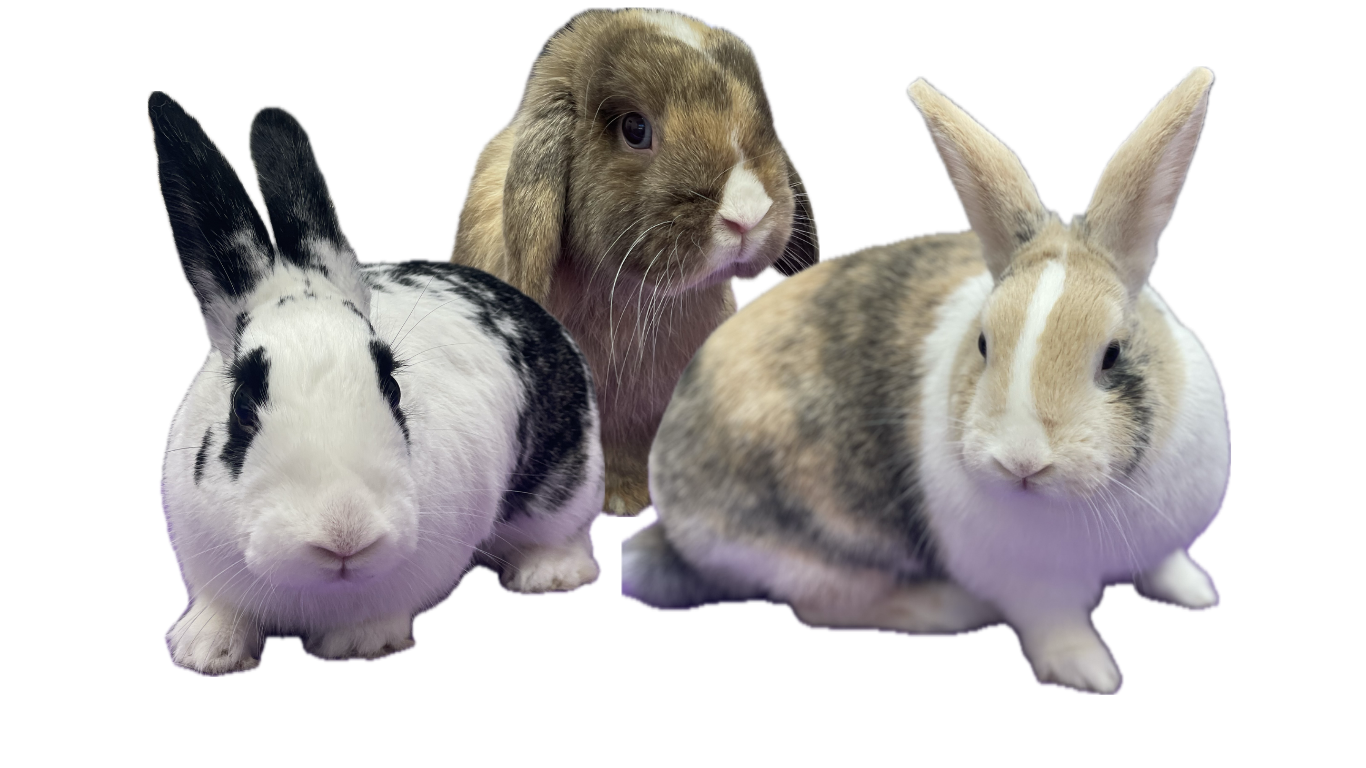 Three rabbits — an English Spot, a brown Holland Lop, and a white and tan Dutch Harlequin mix